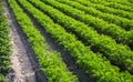 Fields rows of carrots. Growing vegetables in a farm field. Agroindustry, organic agriculture. Agronomy. Farming olericulture. Royalty Free Stock Photo