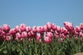 Fields with rows of pink tulips in springtime for agriculture of flowerbulb on island Goeree-Overflakkee in the Netherlands. Royalty Free Stock Photo