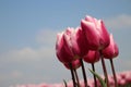 Fields with rows of pink tulips in springtime for agriculture of flowerbulb on island Goeree-Overflakkee in the Netherlands. Royalty Free Stock Photo
