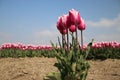 Fields with rows of pink tulips in springtime for agriculture of flowerbulb on island Goeree-Overflakkee in the Netherlands. Royalty Free Stock Photo