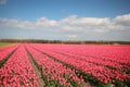 Fields with rows of pink tulips in springtime for agriculture of flowerbulb on island Goeree-Overflakkee in the Netherlands Royalty Free Stock Photo
