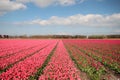 Fields with rows of pink tulips in springtime for agriculture of flowerbulb on island Goeree-Overflakkee in the Netherlands Royalty Free Stock Photo