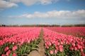 Fields with rows of pink tulips in springtime for agriculture of flowerbulb on island Goeree-Overflakkee in the Netherlands Royalty Free Stock Photo