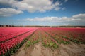 Fields with rows of pink tulips in springtime for agriculture of flowerbulb on island Goeree-Overflakkee in the Netherlands Royalty Free Stock Photo