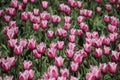 Fields with rows of pink tulips in springtime for agriculture of flowerbulb on island Goeree-Overflakkee in the Netherlands. Royalty Free Stock Photo
