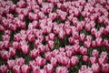 Fields with rows of pink tulips in springtime for agriculture of flowerbulb on island Goeree-Overflakkee in the Netherlands. Royalty Free Stock Photo