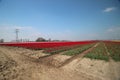 Fields with rows of pink tulips in springtime for agriculture of flowerbulb on island Goeree-Overflakkee in the Netherlands Royalty Free Stock Photo
