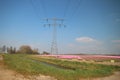 Fields with rows of pink tulips in springtime for agriculture of flowerbulb on island Goeree-Overflakkee in the Netherlands Royalty Free Stock Photo