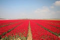 Fields with rows of red tulips in springtime for agriculture of flowerbulb on island Goeree-Overflakkee in the Netherlands Royalty Free Stock Photo