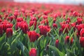 Fields with rows of red tulips in springtime for agriculture of flowerbulb on island Goeree-Overflakkee in the Netherlands Royalty Free Stock Photo