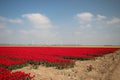 Fields with rows of red tulips in springtime for agriculture of flowerbulb on island Goeree-Overflakkee in the Netherlands Royalty Free Stock Photo