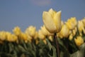 Fields with rows of yellow tulips in springtime for agriculture of flowerbulb on island Goeree-Overflakkee in the Netherlands. Royalty Free Stock Photo