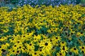 Fields of Rudbeckia hirta or black-eyed Susan