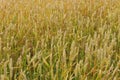 Fields of rye, background Royalty Free Stock Photo