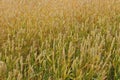 Fields of rye, background Royalty Free Stock Photo