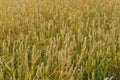 Fields of rye, background Royalty Free Stock Photo