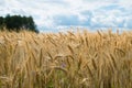 Fields of rye and storm sky in background Royalty Free Stock Photo