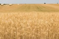 Fields of rye Royalty Free Stock Photo