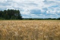 Fields of rye and storm sky in background Royalty Free Stock Photo