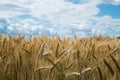 Fields of rye and storm sky in background Royalty Free Stock Photo