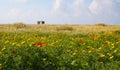 Fields of spring flowers, Cyprus. Red and yellow flowers, blue sky and clouds. Royalty Free Stock Photo