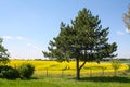 Fields Of Spring Flowers, Europe. Pineapple Tree, Yellow Flowers, Blue Sky And Clouds.