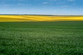 fields in springtime. Yellow fields lines of oilseed rape and green meadows Royalty Free Stock Photo