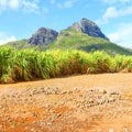 Fields of sugar cane on Mauritius Island.