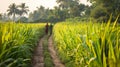 Fields of sugarcane in India make Indian farmers feel happy and proud Royalty Free Stock Photo