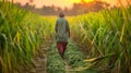 Fields of sugarcane in India make Indian farmers feel happy and proud Royalty Free Stock Photo