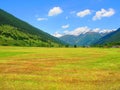 Fields in summertime in the Swiss Alps Royalty Free Stock Photo