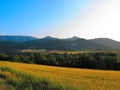 Fields in summertime in the Swiss Alps Royalty Free Stock Photo