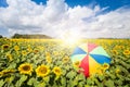 Fields sunflower with a colorful umbrella on the sunlight. Royalty Free Stock Photo