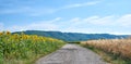 Fields of sunflowers and reeds on an empty road or pathway against a blue sky in the countryside. Scenic landscape view