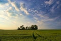 fields and sunsetting sky with smome bushes and trees