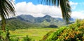 Fields of Taro, Hanalei Valley, Kauai, Hawaii Royalty Free Stock Photo