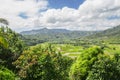 Fields of Taro, Hanalei Valley, Kauai, Hawaii Royalty Free Stock Photo