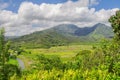 Fields of Taro, Hanalei Valley, Kauai, Hawaii Royalty Free Stock Photo