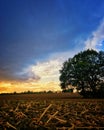 Fields with tree and sunset