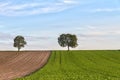 Fields with trees, Pfalz, Germany