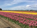 Fields of tulips