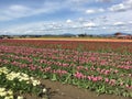 Fields of tulips