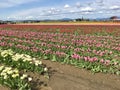 Fields of tulips