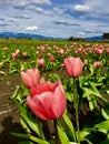 Fields of tulips