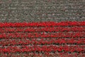 Fields of tulips in Keukenhof park in Netherlands