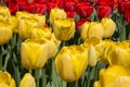 Fields of tulips in Keukenhof park in Netherlands