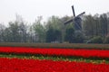 Fields with tulips and the windmill in Keukenhof, Holland Royalty Free Stock Photo