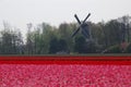 Fields with tulips and the windmill in Keukenhof, Holland Royalty Free Stock Photo