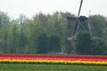 Fields with tulips and the windmill in Keukenhof, Holland Royalty Free Stock Photo