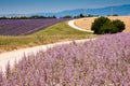 Fields in Valensole Royalty Free Stock Photo